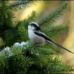 Staartmeesje (Aegithalos caudatus) Staartmeesje (Aegithalos caudatus)