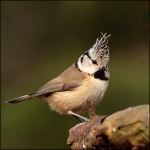 Kuifmees (Lophophanes cristatus ) Kuifmees (Lophophanes cristatus )