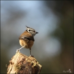 Kuifmees (Lophophanes cristatus) Kuifmees (Lophophanes cristatus)
