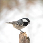 Zwarte Mees (Periparus ater) Zwarte Mees (Periparus ater)