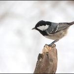 Zwarte Mees (Periparus ater) Zwarte Mees (Periparus ater)
