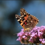 Distelvlinder (Vanessa cardui) Distelvlinder (Vanessa cardui)