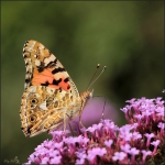 Distelvlinder (Vanessa cardui) Distelvlinder (Vanessa cardui)