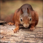 Eekhoorn (Sciurus vulgaris) Eekhoorn (Sciurus vulgaris)