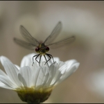 Juffer (Zygoptera) Juffer (Zygoptera)