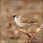 Ringmus (Passer montanus) Ringmus (Passer montanus)