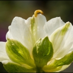 Buxusmot ( Cydalima perspectalis) Buxusmot ( Cydalima perspectalis)