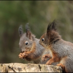 Eekhoorn (Sciurus vulgaris) Eekhoorn (Sciurus vulgaris)