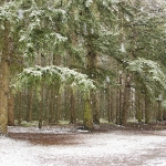 Bakels bos Bakels bos