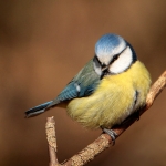 pimpelmees (Cyanistes caeruleus ) pimpelmees (Cyanistes caeruleus )