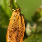 Anjermot (Cacoecimorpha pronubana) Anjermot (Cacoecimorpha pronubana)