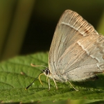 Eikenpage (Favonius quercus) Eikenpage (Favonius quercus)