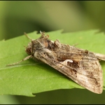 Gamma-uil (Autographa gamma) Gamma-uil (Autographa gamma)