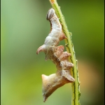 Dromedaris (Notodonta dromedarius) Dromedaris (Notodonta dromedarius)