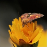 Purpermotje (Pyrausta purpuralis) Purpermotje (Pyrausta purpuralis)