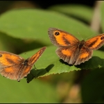 Oranje zandoogje (Pyronia tithonus) Oranje zandoogje (Pyronia tithonus)