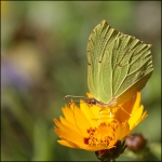 Citroenvlinder (Gonepteryx rhamni) Citroenvlinder (Gonepteryx rhamni)
