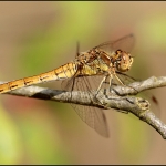 Steenrode heidelibel (Sympetrum vulgatum) Steenrode heidelibel (Sympetrum vulgatum)