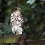 Sperwer (Accipiter nisus) Sperwer (Accipiter nisus)