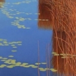 het riet het riet