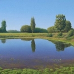 de kikkerpoel de kikkerpoel