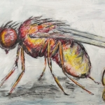 Drosophila Drosophila