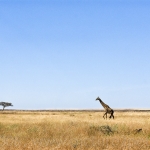Masaï giraffe