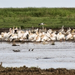 Roze pelikanen