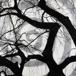 Treeman Treeman