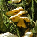 PADDENSTOELEN PADDENSTOELEN