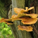 PADDENSTOELEN PADDENSTOELEN