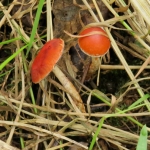RODE PADDENSTOELEN RODE PADDENSTOELEN