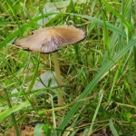 PADDENSTOEL PADDENSTOEL