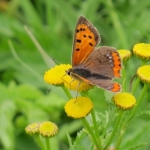 KLEINE VUURVLINDER KLEINE VUURVLINDER