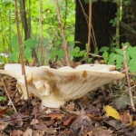 GROTE TRECHTERZWAM GROTE TRECHTERZWAM