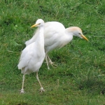 KOEREIGERS KOEREIGERS