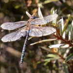 BLAUW-RODE LIBELLE BLAUW-RODE LIBELLE