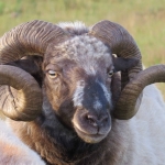 DIKHOORNSCHAAP DIKHOORNSCHAAP