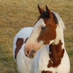 PAARD PAARD