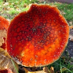 PADDENSTOELEN PADDENSTOELEN