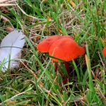 PADDENSTOELEN MET EEN VEERTJE PADDENSTOELEN MET EEN VEERTJE