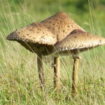 PADDENSTOELEN PADDENSTOELEN