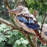 LACHVOGEL LACHVOGEL