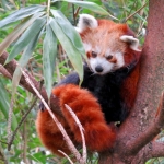 RODE PANDA RODE PANDA