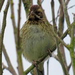 RIETGORS (vrouw) RIETGORS (vrouw)