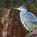 REIGER REIGER