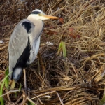 REIGER REIGER