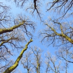 BOMEN BOMEN