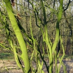 BOMEN BOMEN