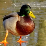 WILDE EEND - MAN WILDE EEND - MAN